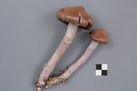 Cortinarius evernius image